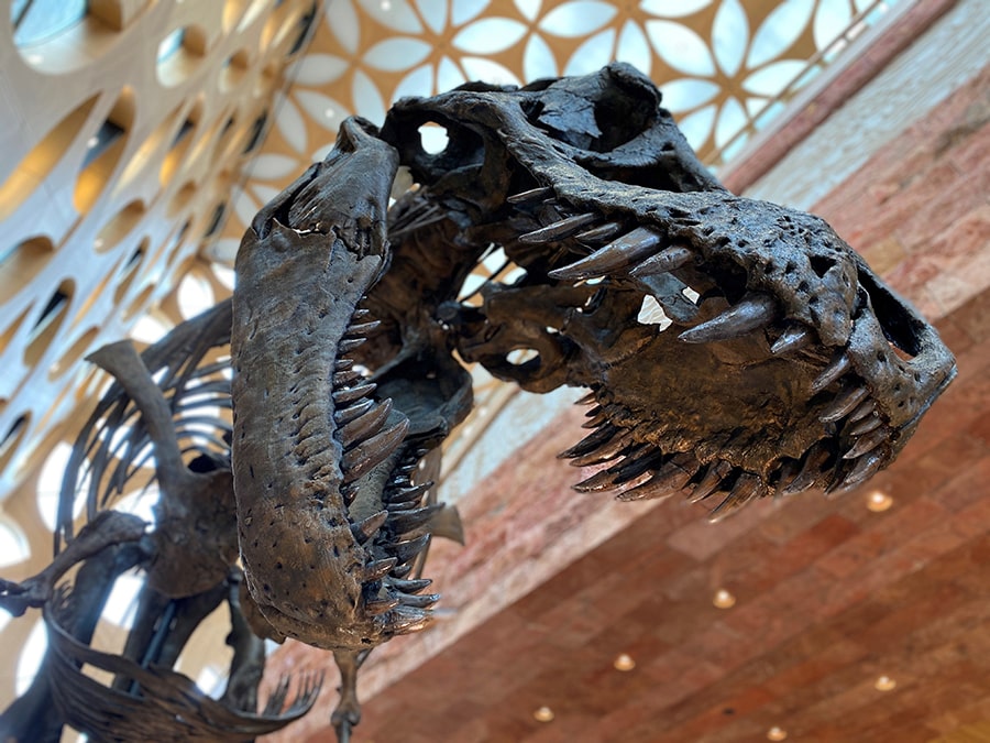 get3D - drukarki 3D, akcesoria i filamenty | Pełnowymiarowy druk 3D Tyrannosaurusa Rexa |